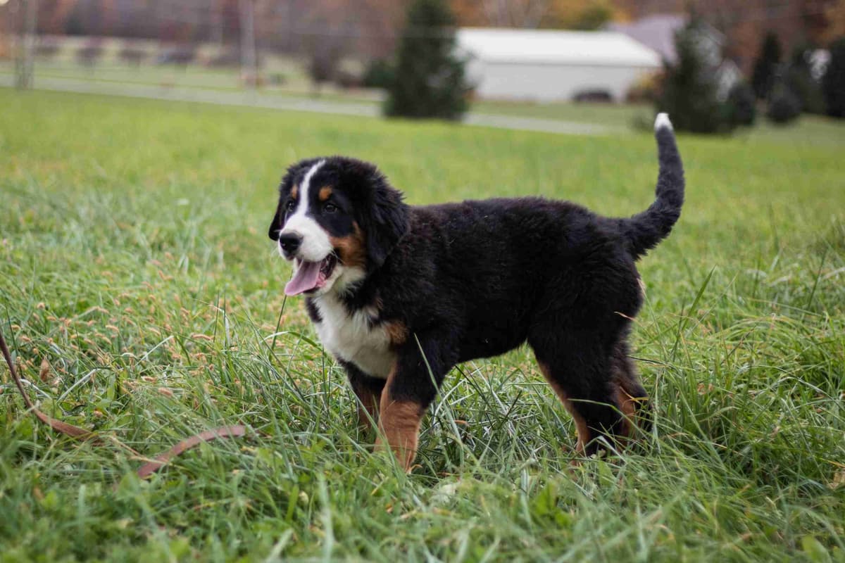 Bernese Mountain Dog Puppies breeder image 8