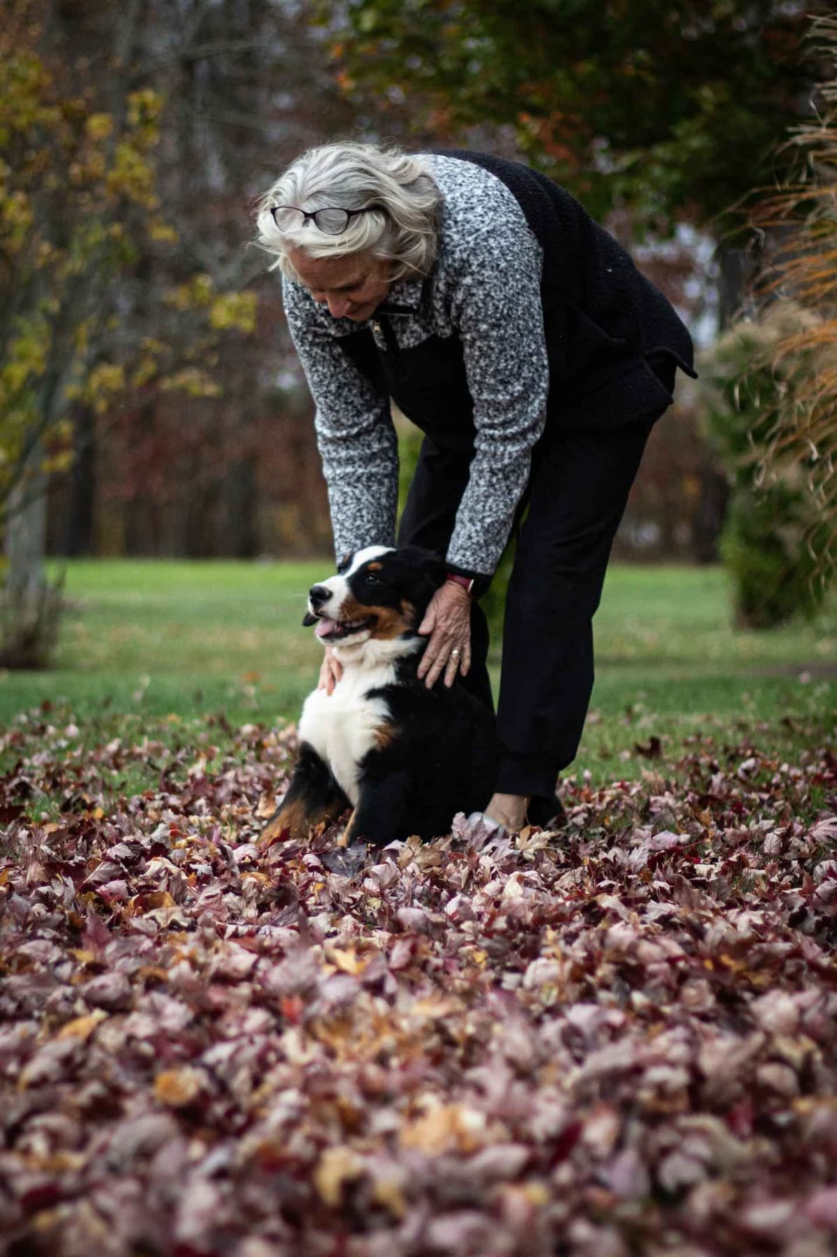 Bernese Mountain Dog Puppies breeder image 5