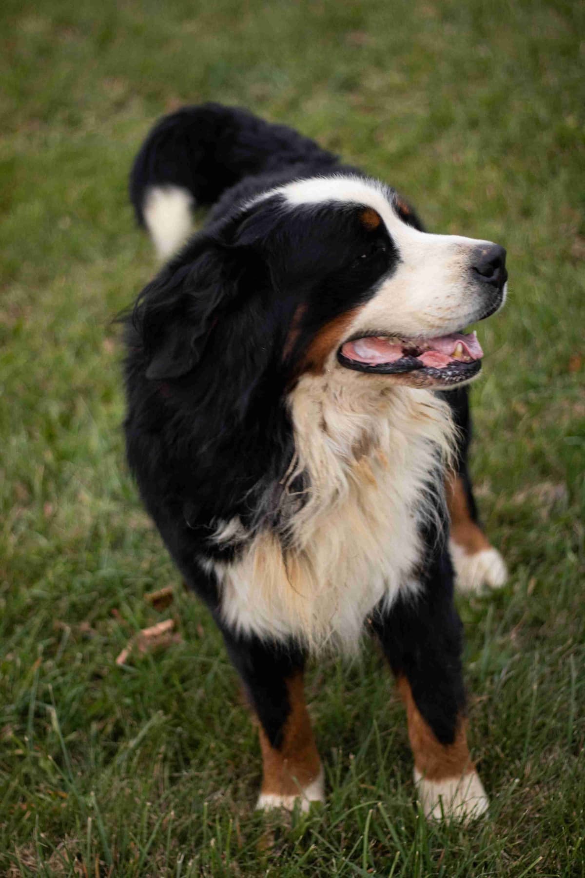 Bernese Mountain Dog Puppies breeder image 9