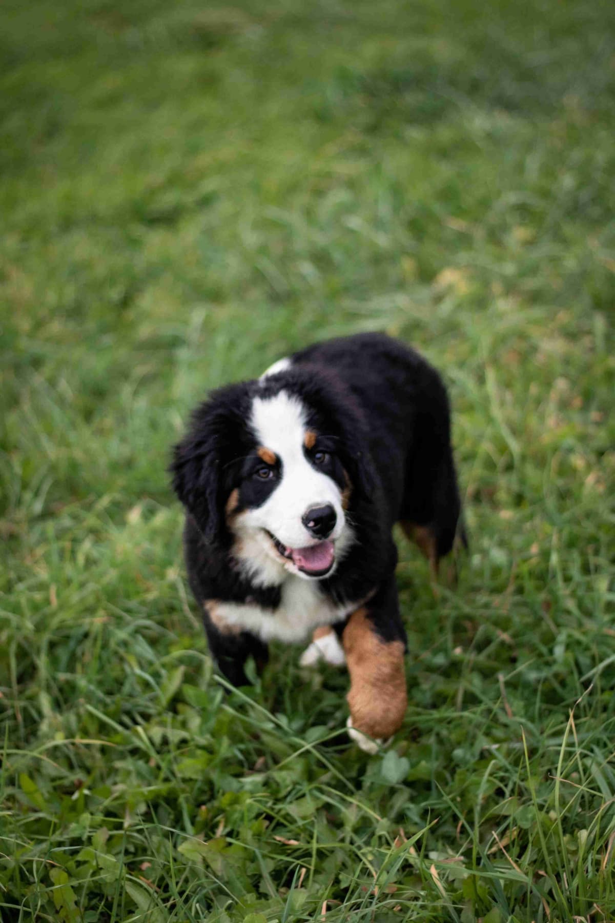 Bernese Mountain Dog Puppies breeder image 11