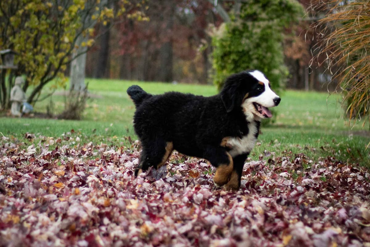 Bernese Mountain Dog Puppies breeder image 13