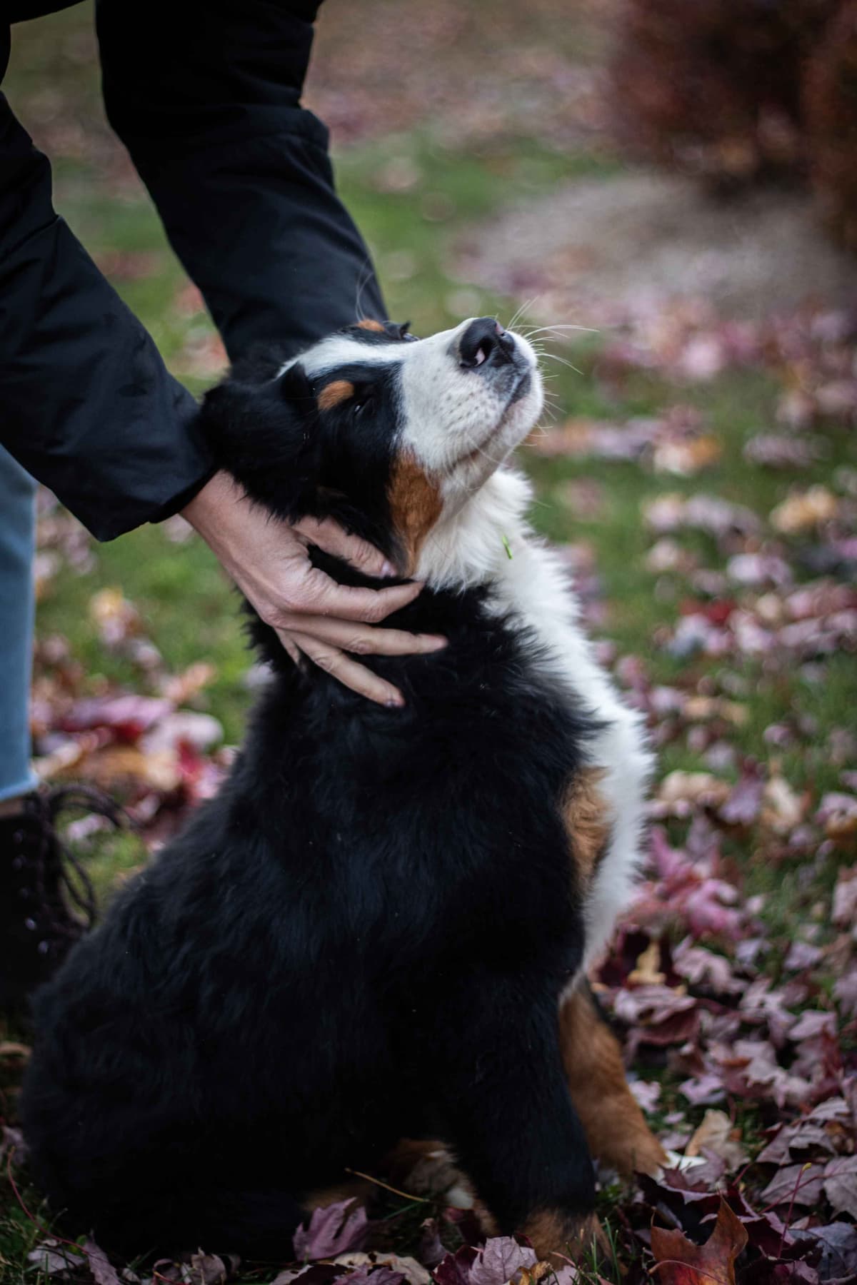 Bernese Mountain Dog Puppies breeder image 14