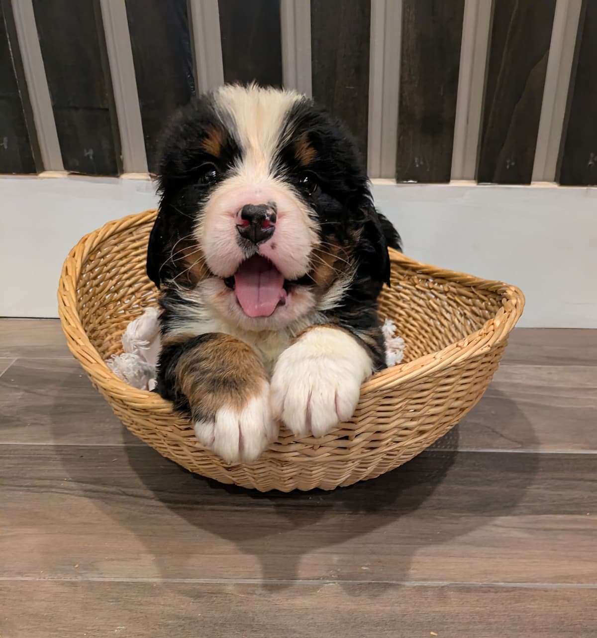 Bernese Mountain Dog Puppies breeder image 3