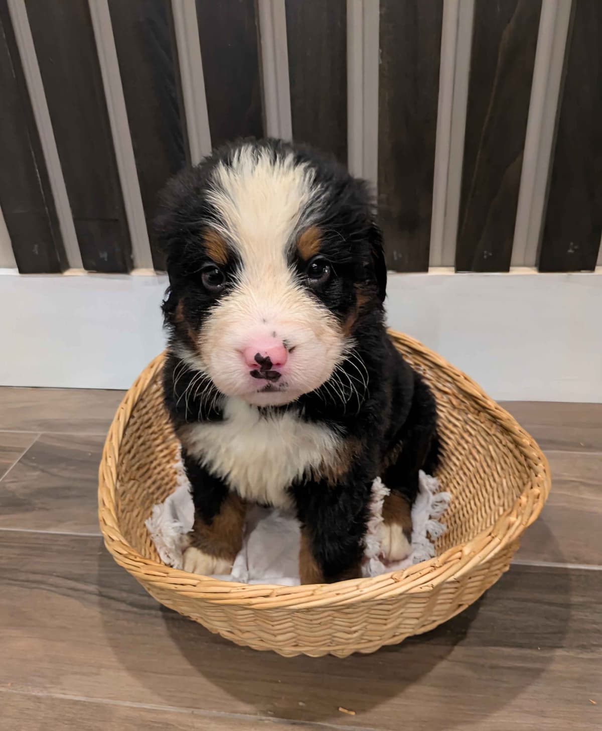 Bernese Mountain Dog Puppies breeder image 1