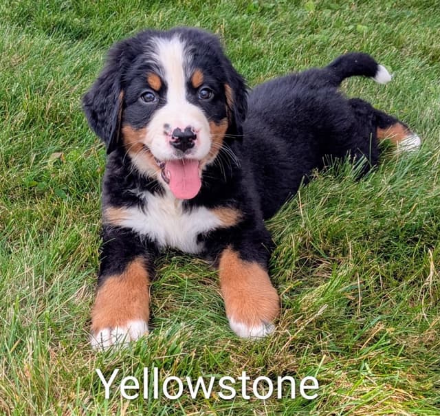 Bernese Mountain Dog Puppies media 2