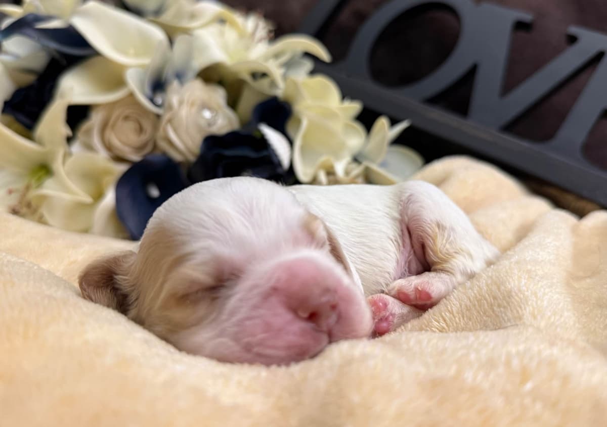 Cocker Spaniel Puppies breeder image 1