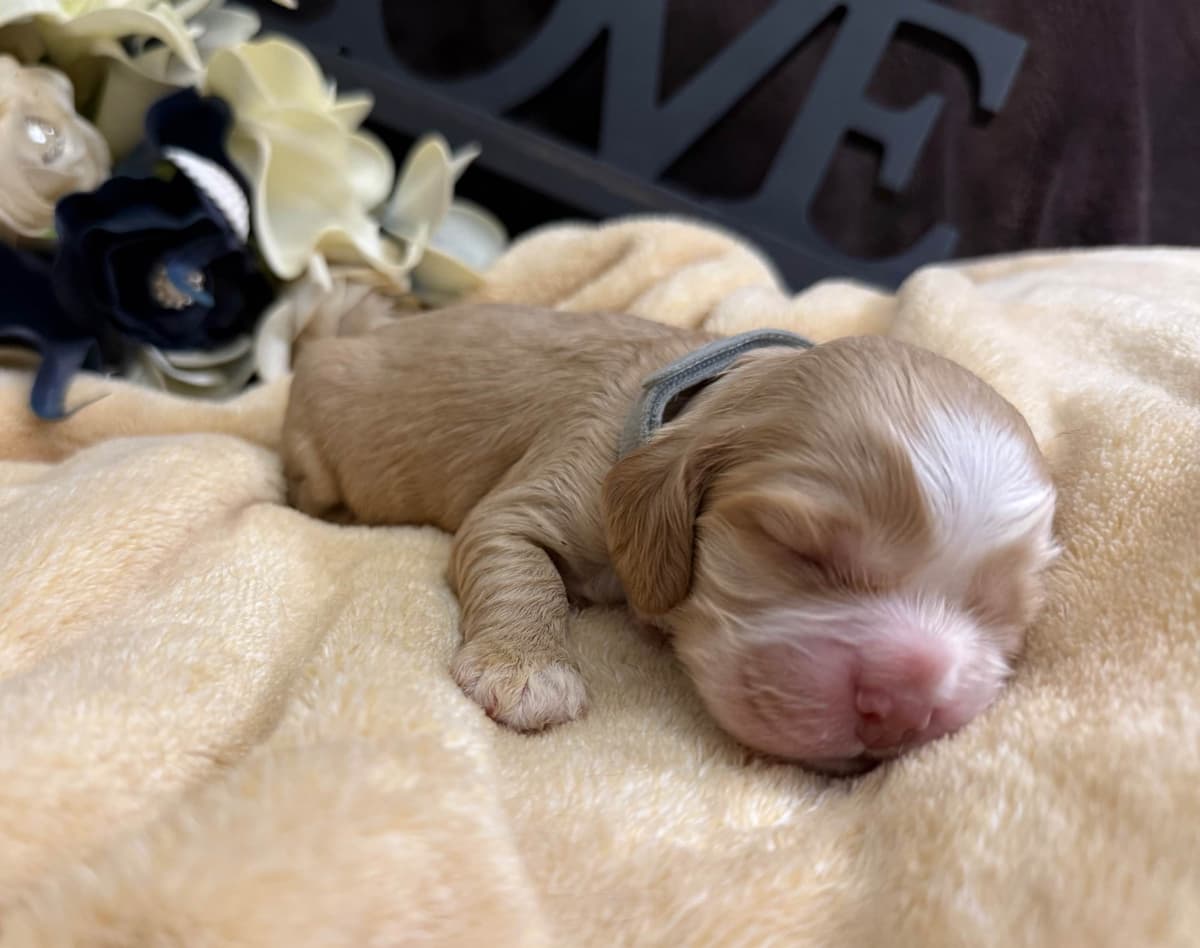 Cocker Spaniel Puppies breeder image 3