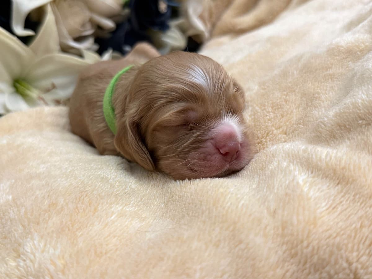Cocker Spaniel Puppies breeder image 4