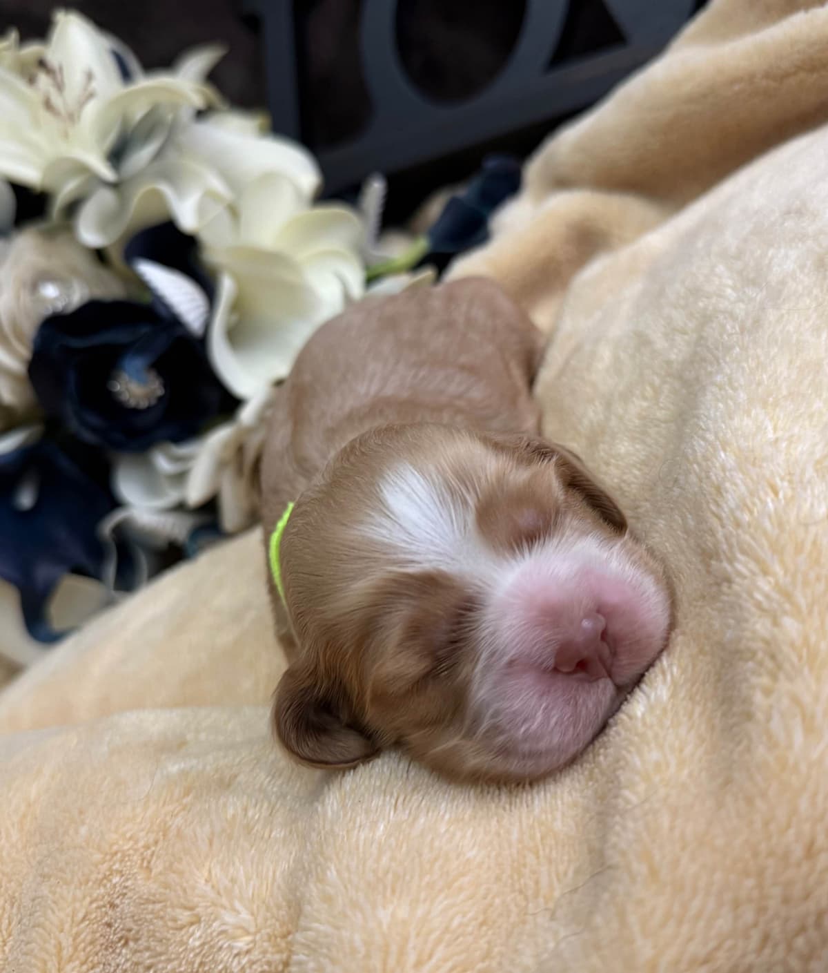 Cocker Spaniel Puppies breeder image 5