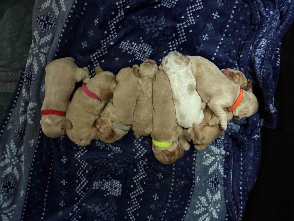 Cocker Spaniel Puppies breeder image 6