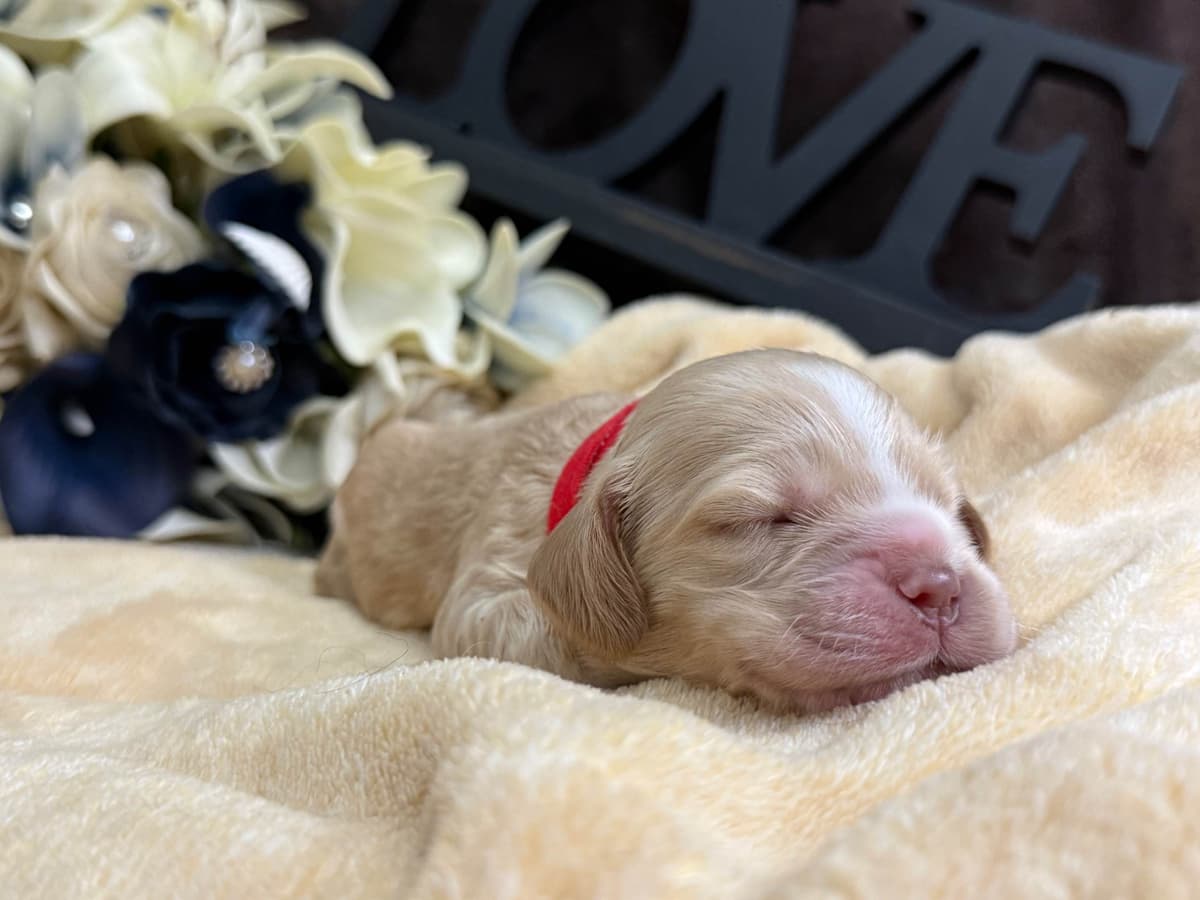 Cocker Spaniel Puppies breeder image 8