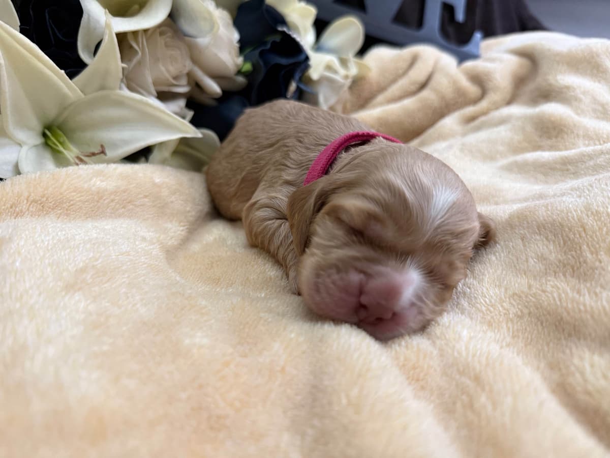 Cocker Spaniel Puppies breeder image 7