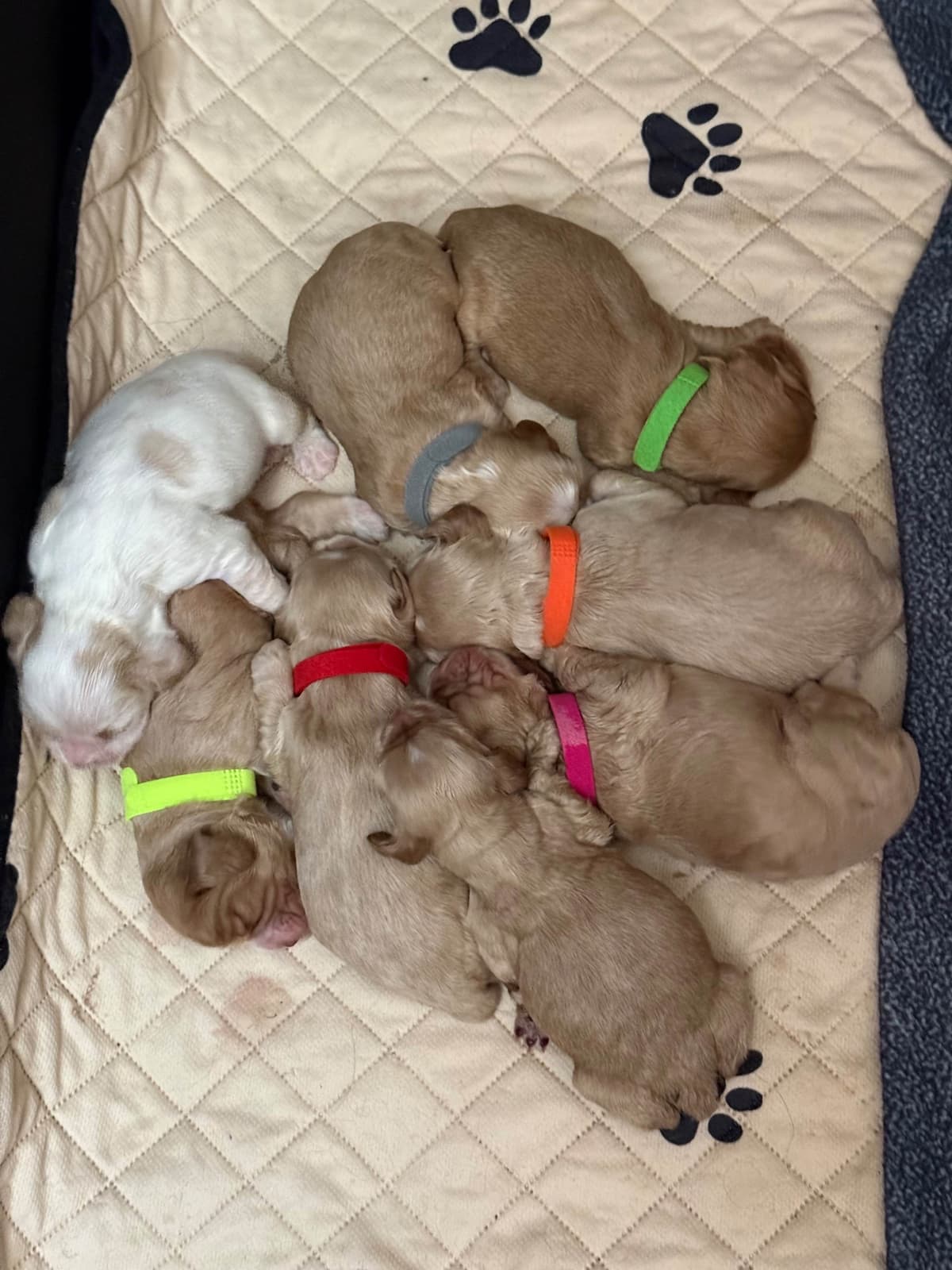 Cocker Spaniel Puppies breeder image 10