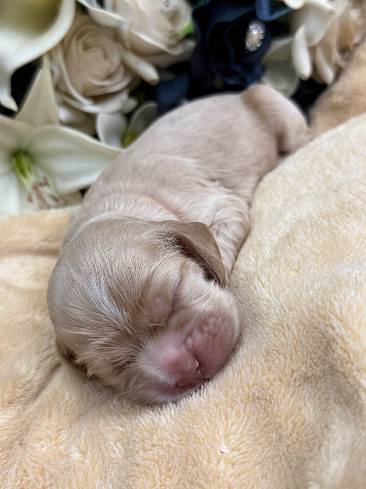 Cocker Spaniel Puppies breeder image 12