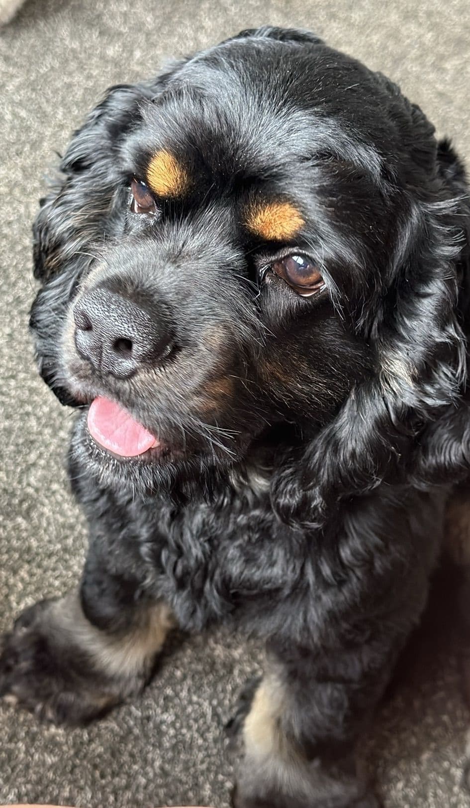 Cocker Spaniel Puppies breeder image 15