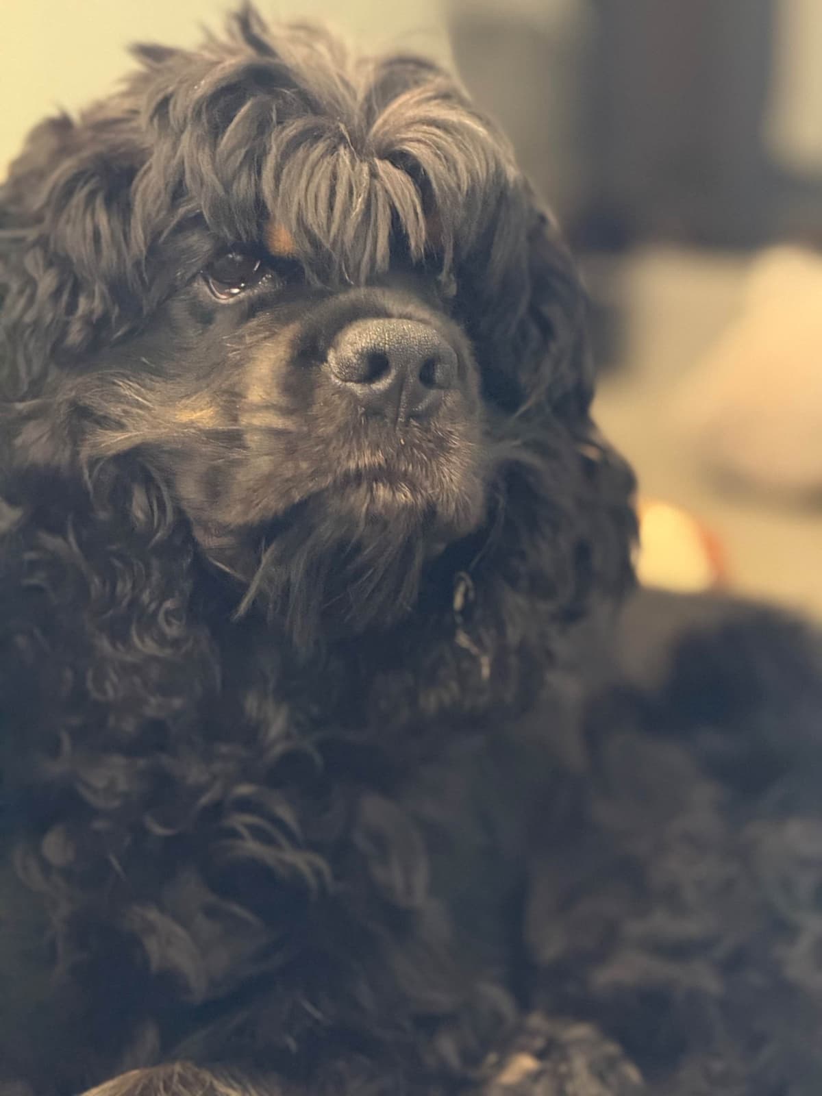 Cocker Spaniel Puppies breeder image 17