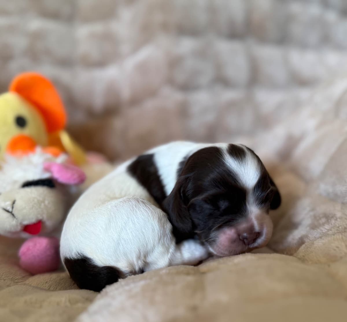 Cocker Spaniel Puppies breeder image 18