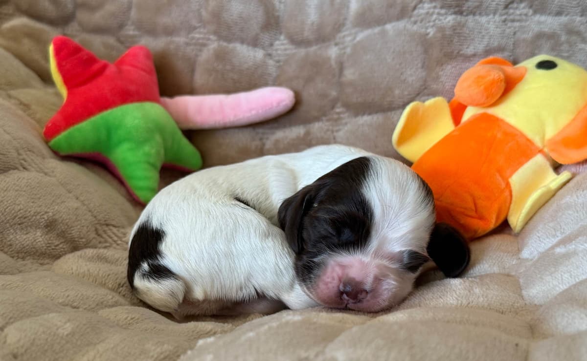 Cocker Spaniel Puppies breeder image 19