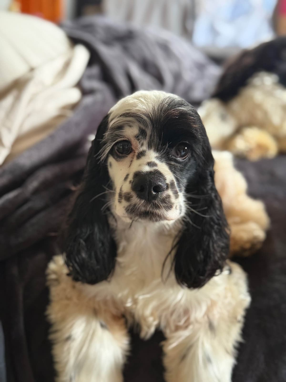 Cocker Spaniel Puppies breeder image 20