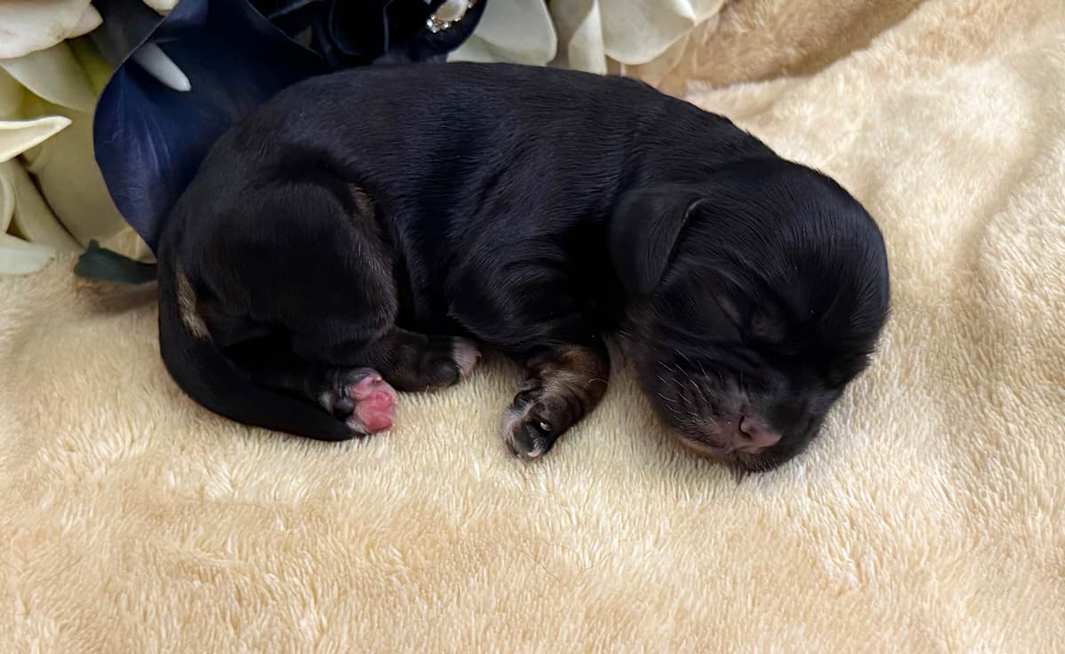 Cocker Spaniel Puppies breeder image 24