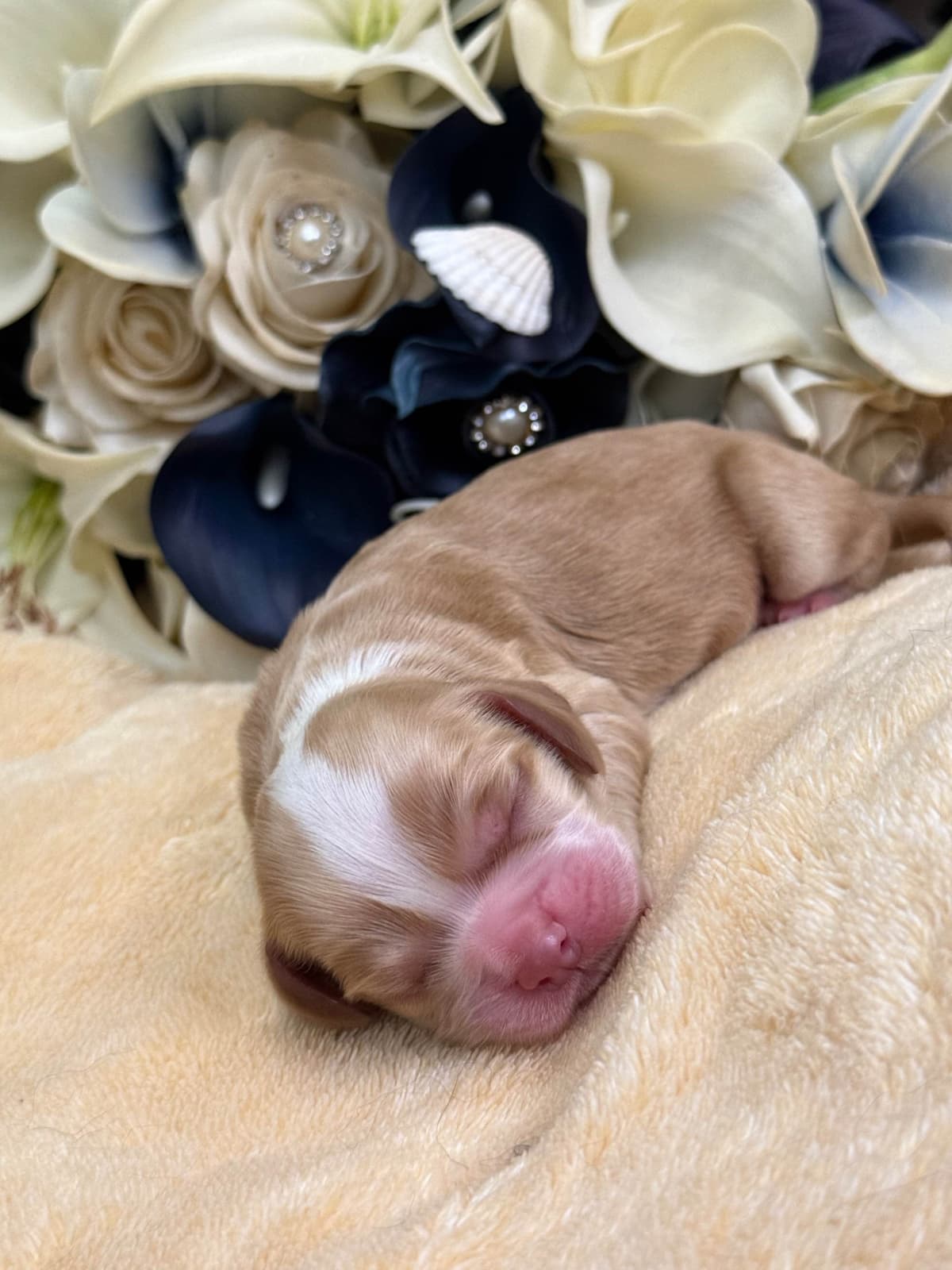 Cocker Spaniel Puppies breeder image 27