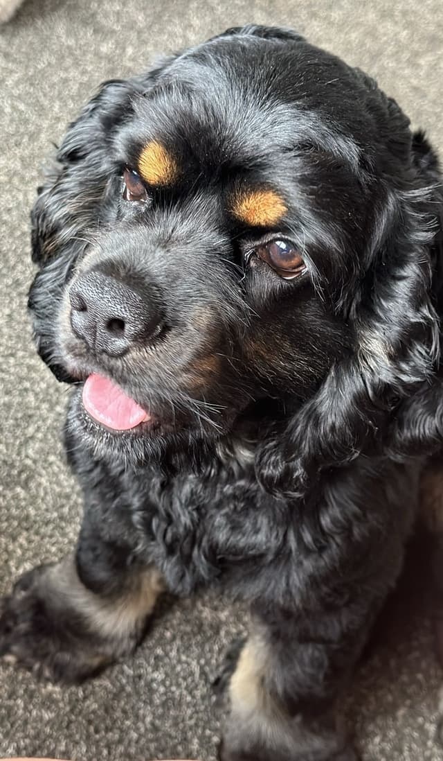 Kepler’s SouthRiver Cocker Spaniels media 4