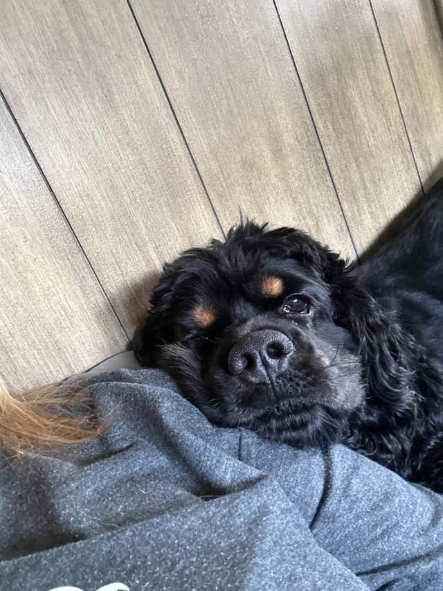 Kepler’s SouthRiver Cocker Spaniels media 5