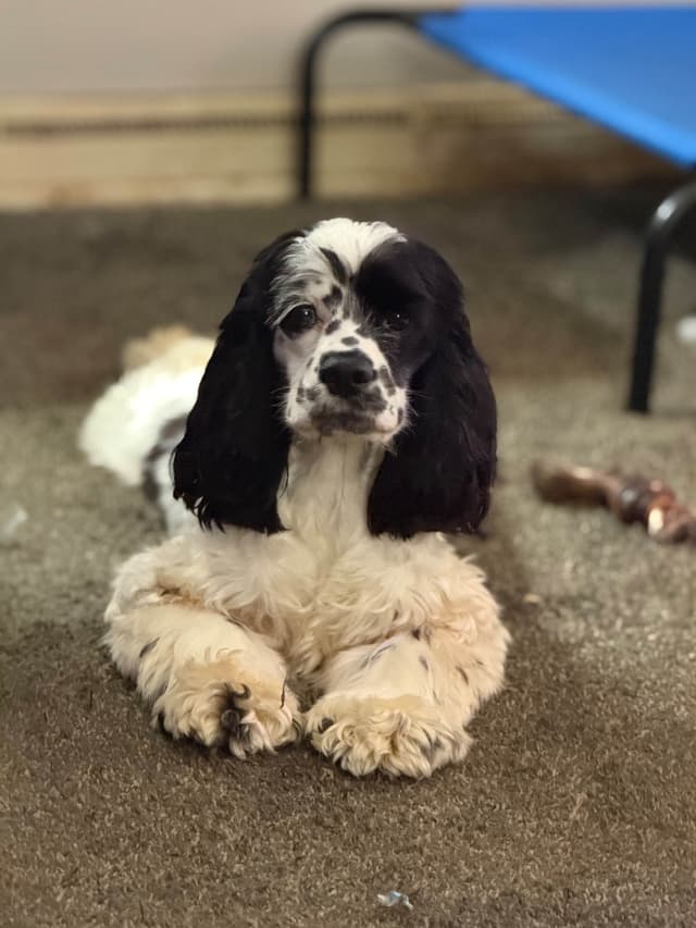 Kepler’s SouthRiver Cocker Spaniels media 6