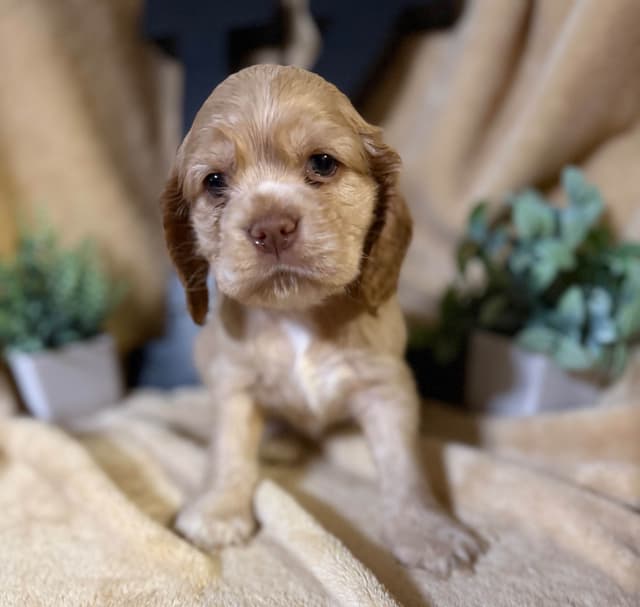 Cocker Spaniel Puppies media 2