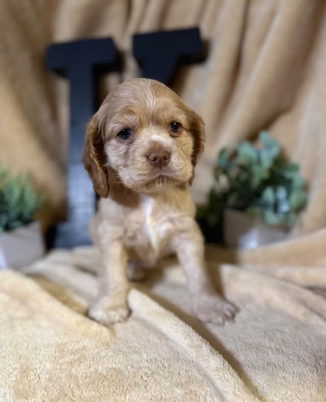 Cocker Spaniel Puppies media 3