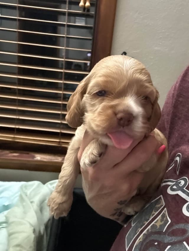 Cocker Spaniel Puppies media 4