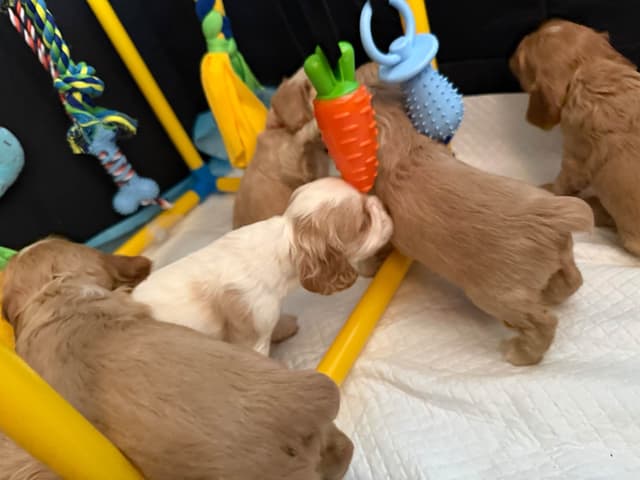 Cocker Spaniel Puppies media 5