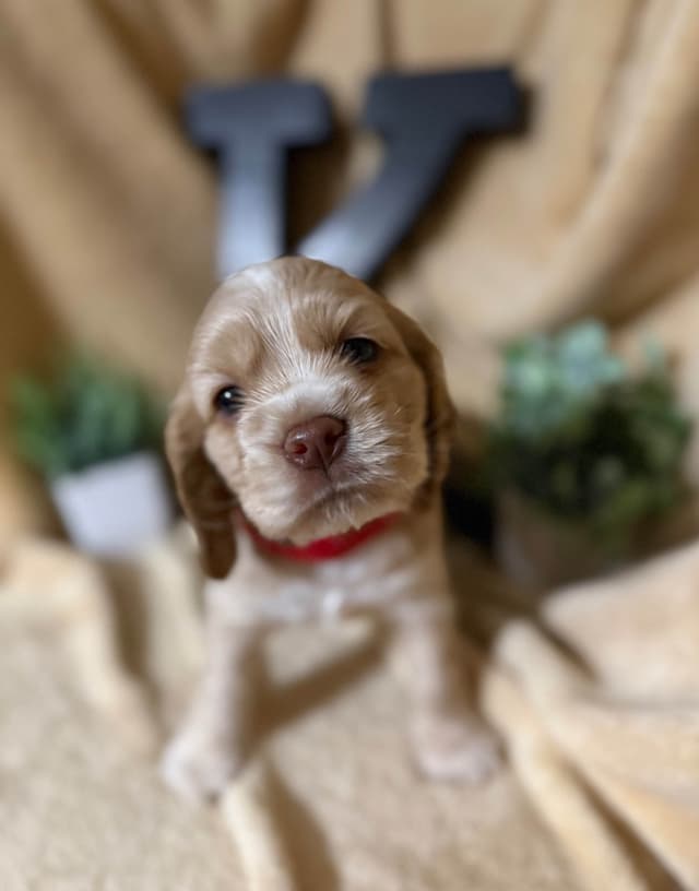 Cocker Spaniel Puppies media 6