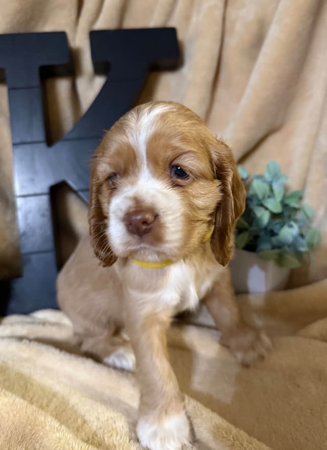 Cocker Spaniel Puppies media 8