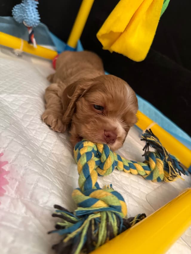 Cocker Spaniel Puppies media 9