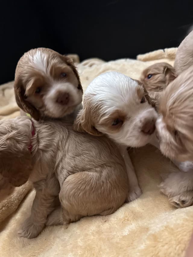 Cocker Spaniel Puppies media 11
