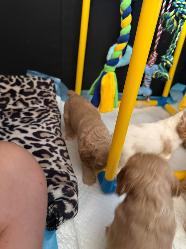 Cocker Spaniel Puppies media 12