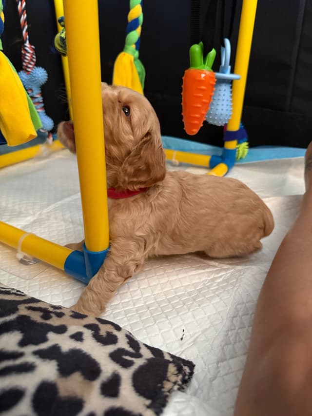 Cocker Spaniel Puppies media 13