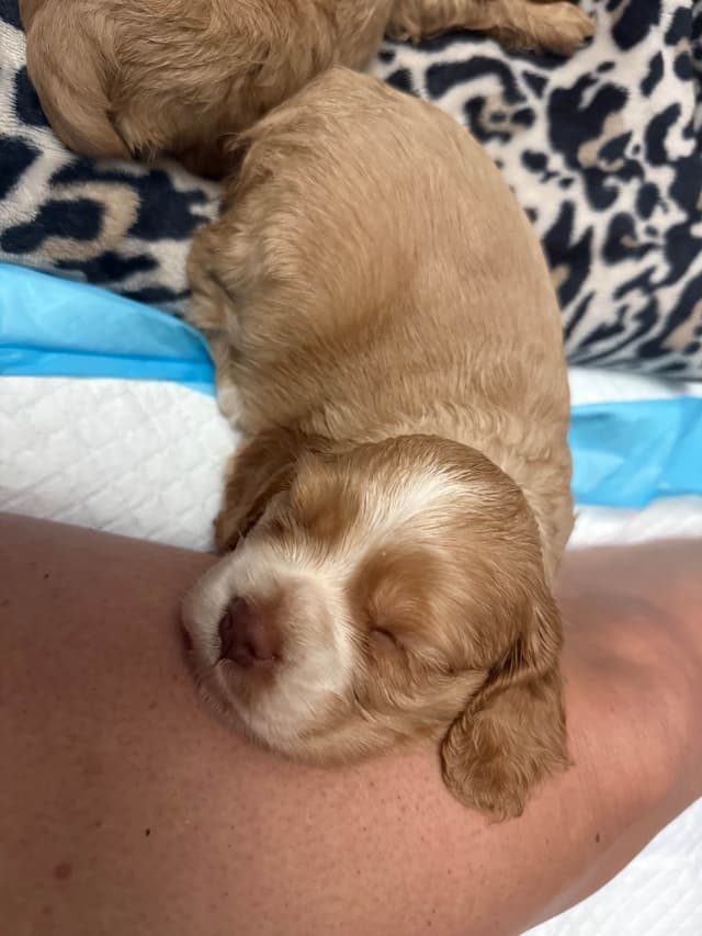 Cocker Spaniel Puppies media 14