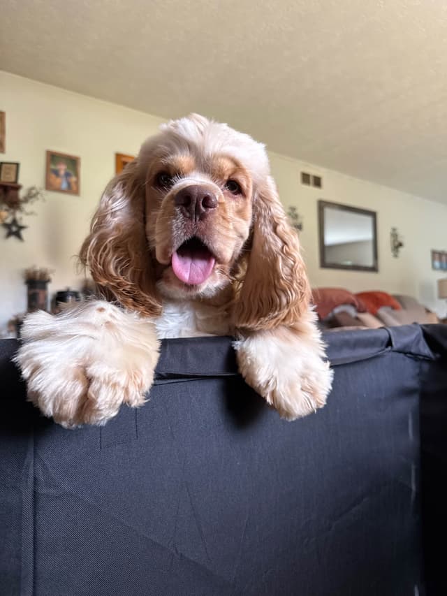 Cocker Spaniel Puppies media 15
