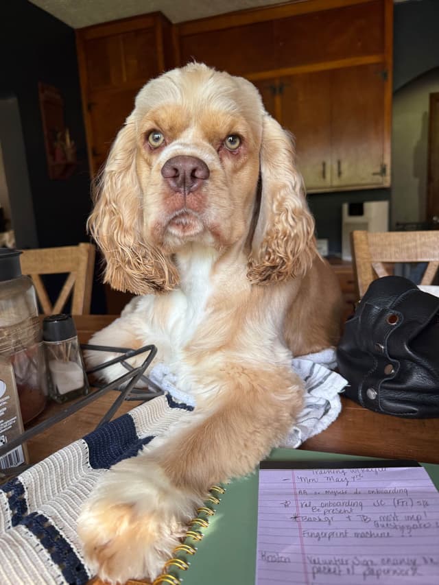 Cocker Spaniel Puppies media 16