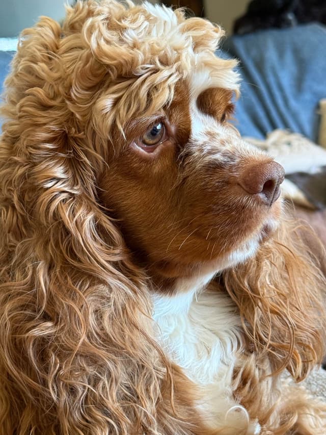 Cocker Spaniel Puppies media 17
