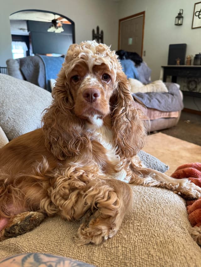 Cocker Spaniel Puppies media 18