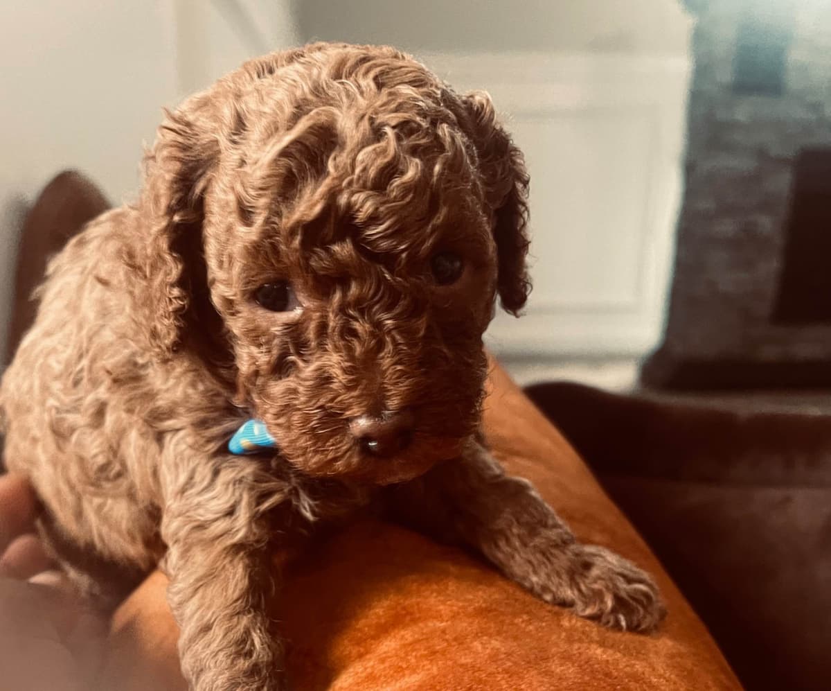 Poodle Puppies breeder image 4