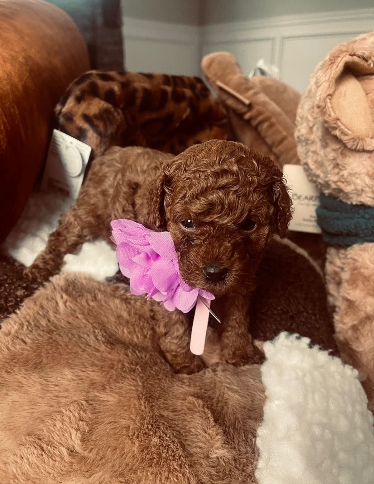 Poodle Puppies breeder image 1