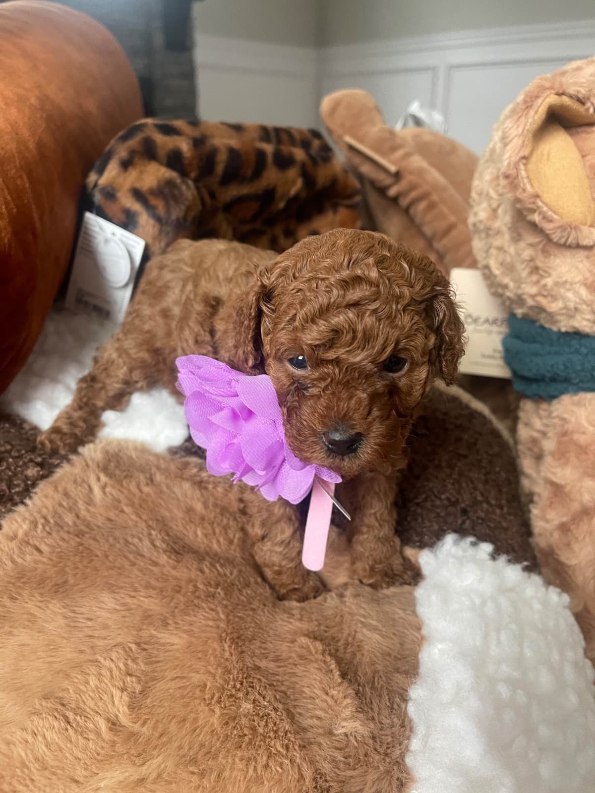 Poodle Puppies breeder image 3