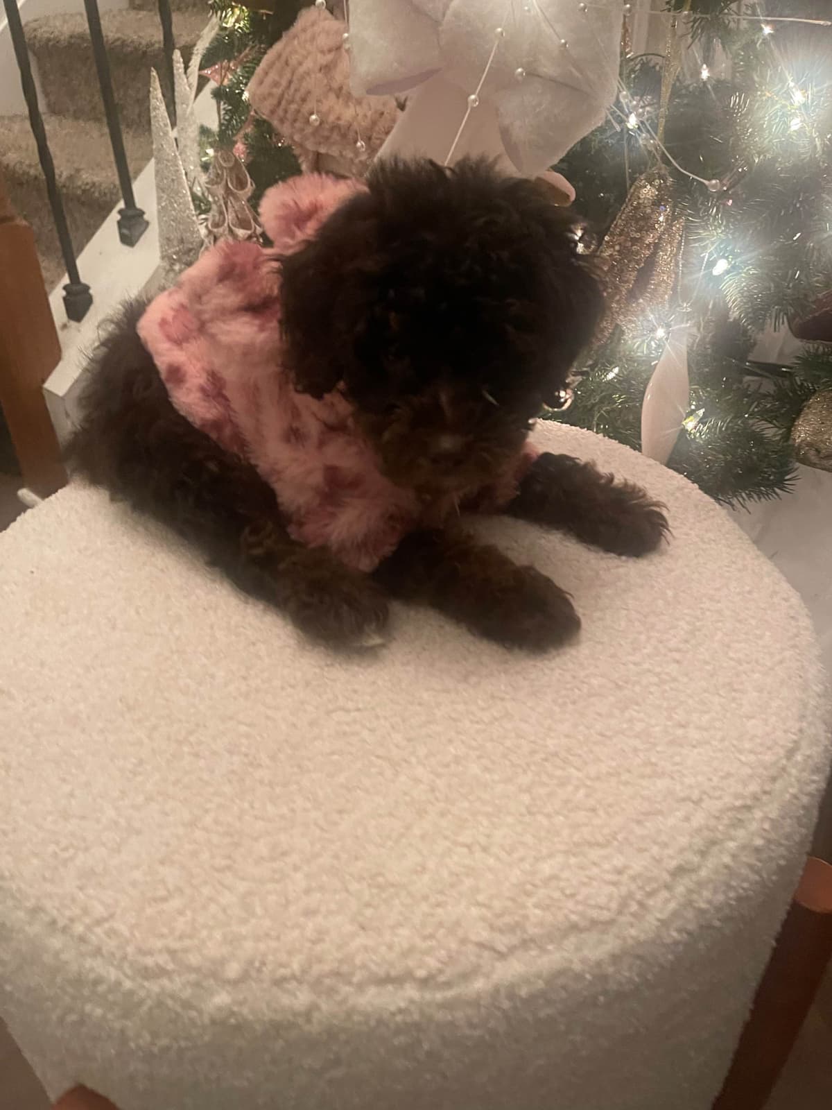 Poodle Puppies breeder image 6
