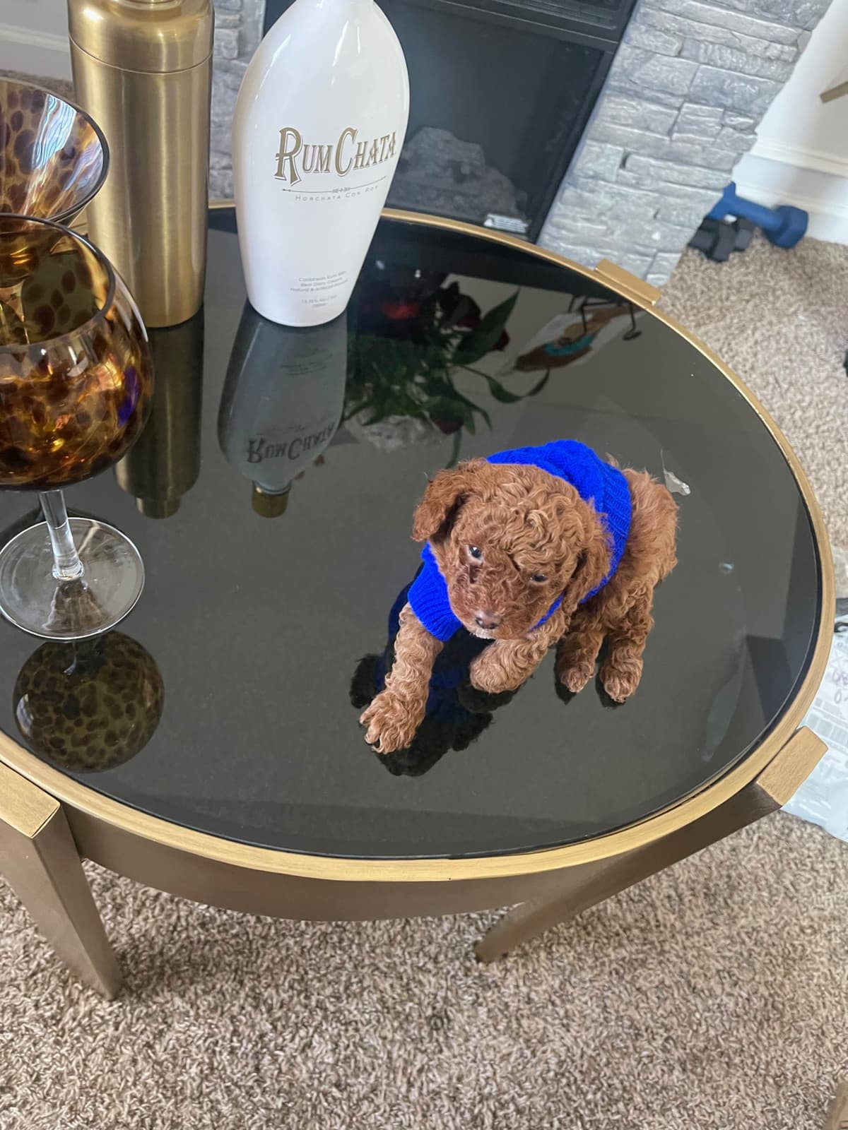 Poodle Puppies breeder image 7