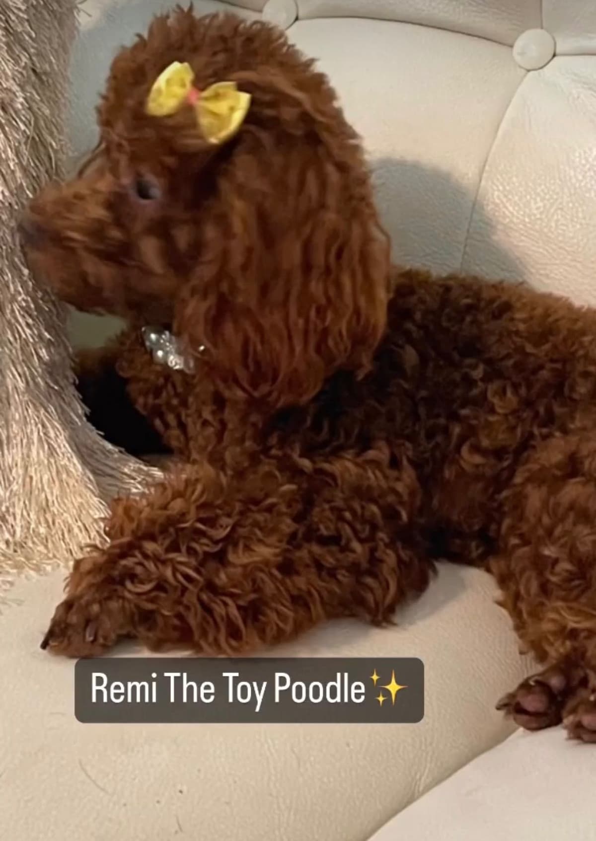 Poodle Puppies breeder image 10