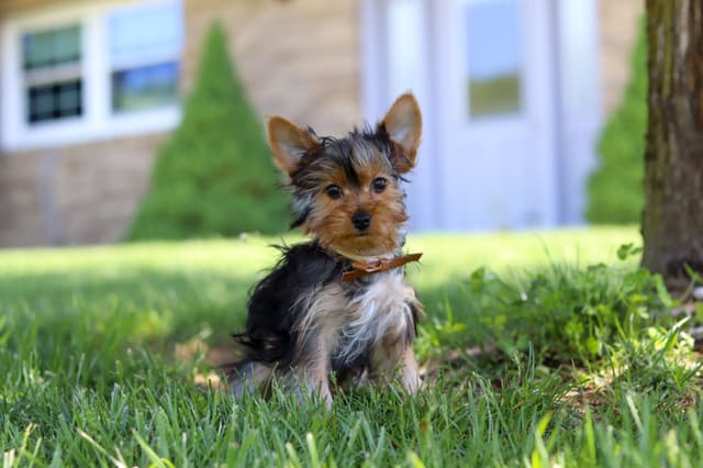Yorkshire Terrier Puppies media 2